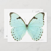 白い蝶 ポストカード (正面/裏面)