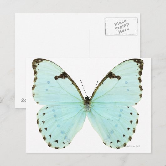 白い蝶 ポストカード (正面/裏面)