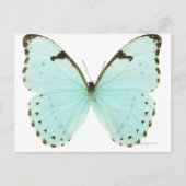 白い蝶 ポストカード (正面)