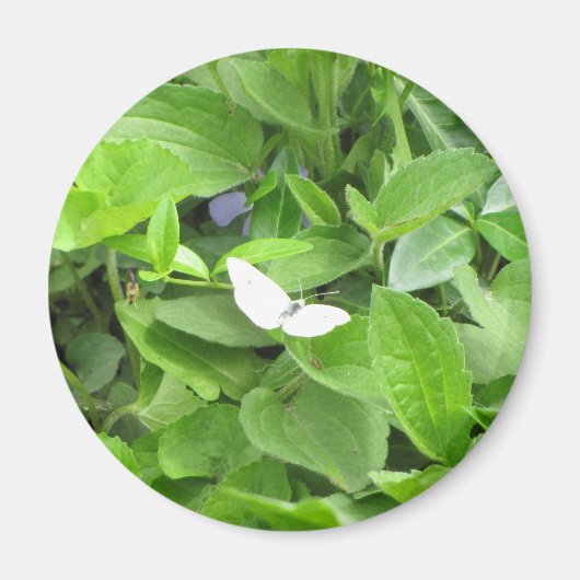 白い蝶 マグネット (正面)