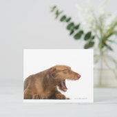 白い裏地の前でビズラがあくびをしている ポストカード (スタンド正面)