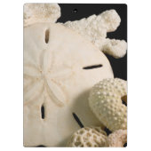 白い貝と砂ドル クリップボード (裏面)