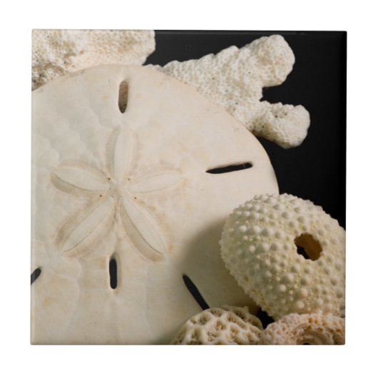 白い貝と砂ドル タイル (正面)