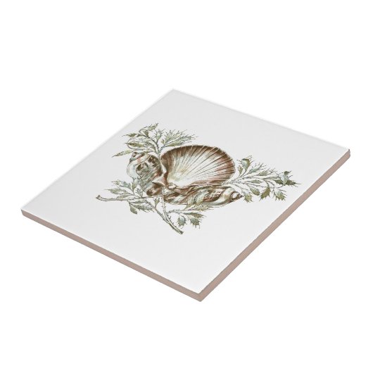 白い貝 タイル (側面)