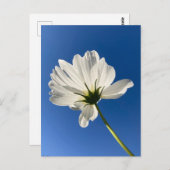 白い野生の花のはがき ポストカード (正面/裏面)