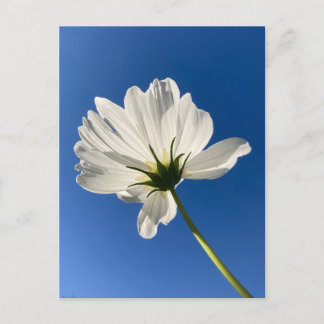 白い野生の花のポストカード ポストカード