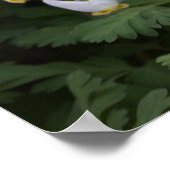 白い野花のポスター ポスター (角)