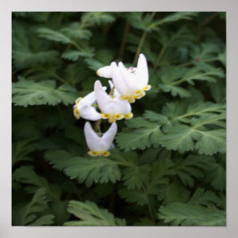 白い野花のポスター ポスター