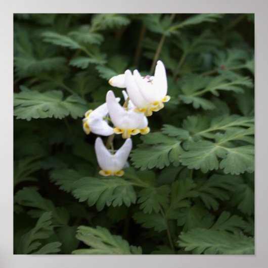 白い野花のポスター ポスター (正面)