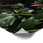 白い野花のポスター ポスター (角)