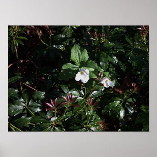 白い野花のポスター ポスター (正面)