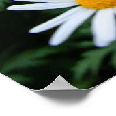 白い野花のポスター ポスター (角)