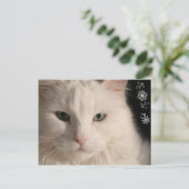 白い長毛の猫はがき ポストカード (スタンド正面)
