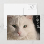 白い長毛の猫はがき ポストカード (正面/裏面)