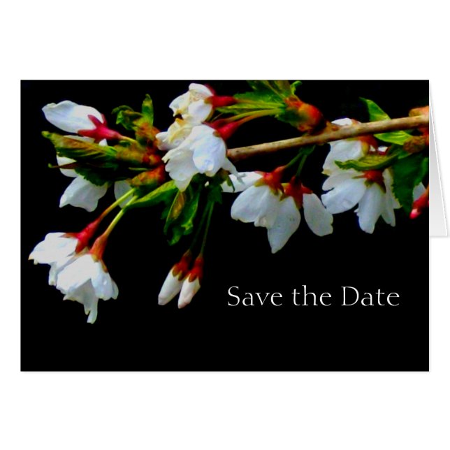 白い開花さくらんぼの木、花写真 (正面横)