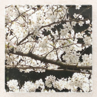 白い開花ハナミズキの木、閉じる ガラスコースター
