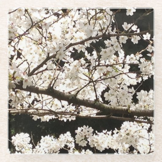 白い開花ハナミズキの木、閉じる ガラスコースター (正面)