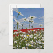 白い雄牛の目のデイジーと2の農地 ポストカード (正面/裏面)