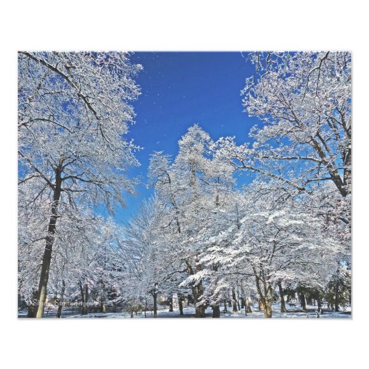 白い雪の中の幻が木々を全て回す フォトプリント            (正面)