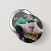 白い頭のカプチンサル休み 缶バッジ (正面&裏面)