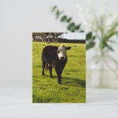 白い顔とモホークの黒い牛 ポストカード (スタンド正面)