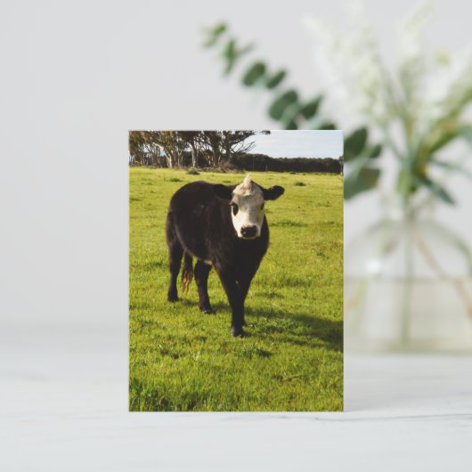 白い顔とモホークの黒い牛 ポストカード (スタンド正面)