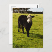 白い顔とモホークの黒い牛 ポストカード (正面/裏面)