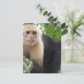 白い顔のカプシンモンキーポストカード ポストカード (スタンド正面)