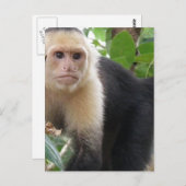 白い顔のカプシンモンキーポストカード ポストカード (正面/裏面)