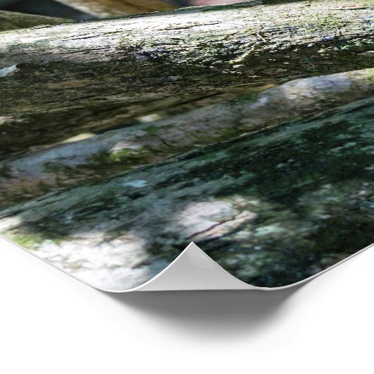 白い顔のカプチンモンキー用プラビダ ポスター (角)