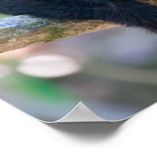 白い顔のカプチンモンキー用プラビダ ポスター (角)