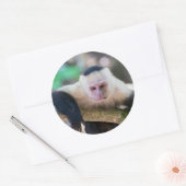 白い顔のカプチンモンキー用プラビダ ラウンドシール (封筒)