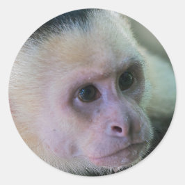 白い顔のカプチンモンキー用プラビダ ラウンドシール