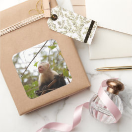 白い顔のカプチン猿の写真 スクエアシール