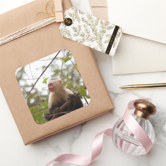 白い顔のカプチン猿の写真 スクエアシール (ギフト)