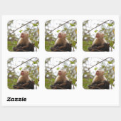 白い顔のカプチン猿の写真 スクエアシール (シート)