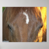白い顔の模様のある茶色の馬の写真 ポスター (正面)
