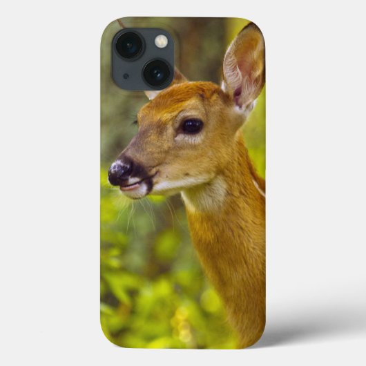白い魚、モンタナ、米国のオジロ鹿シカの子鹿 Case-Mate iPhoneケース (裏面)