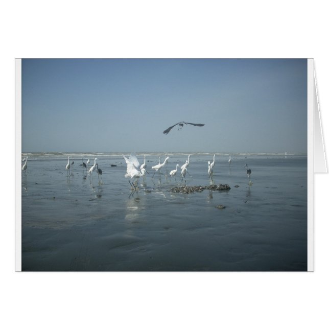 白い鳥たちの特徴はハクナマタタ.JPG (正面横)