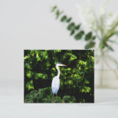 白い鳥のポストカード ポストカード (スタンド正面)