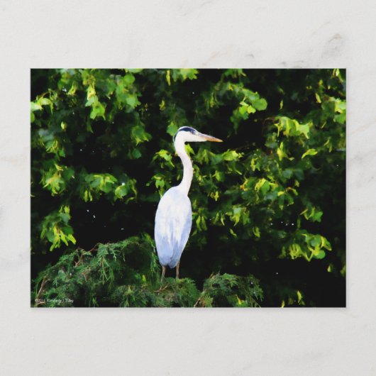 白い鳥のポストカード ポストカード (正面)
