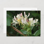 白い黄色のハニーサックルDIYはがき ポストカード (正面/裏面)