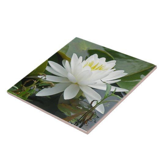 白い《植物》スイレンの野生の花 タイル (側面)