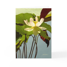 白い《植物》スイレン