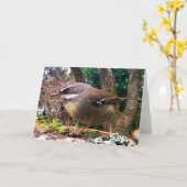 白いBrowedミソサザイをごしごし洗います。 オーストラリアの鳥 カード (黄色い花)