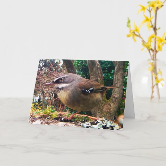 白いBrowedミソサザイをごしごし洗います。 オーストラリアの鳥 カード (黄色い花)