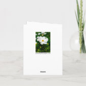 白いCosmosグリーティングカード カード (裏面)