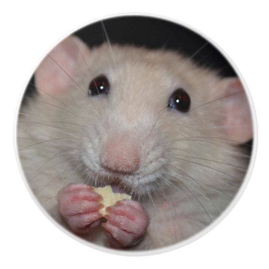 白いDumboのラットのドレッサーのノブ セラミックノブ (正面)