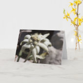 白いEdelweiss カード (黄色い花)