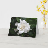 白いgardeniaの花 カード (黄色い花)
